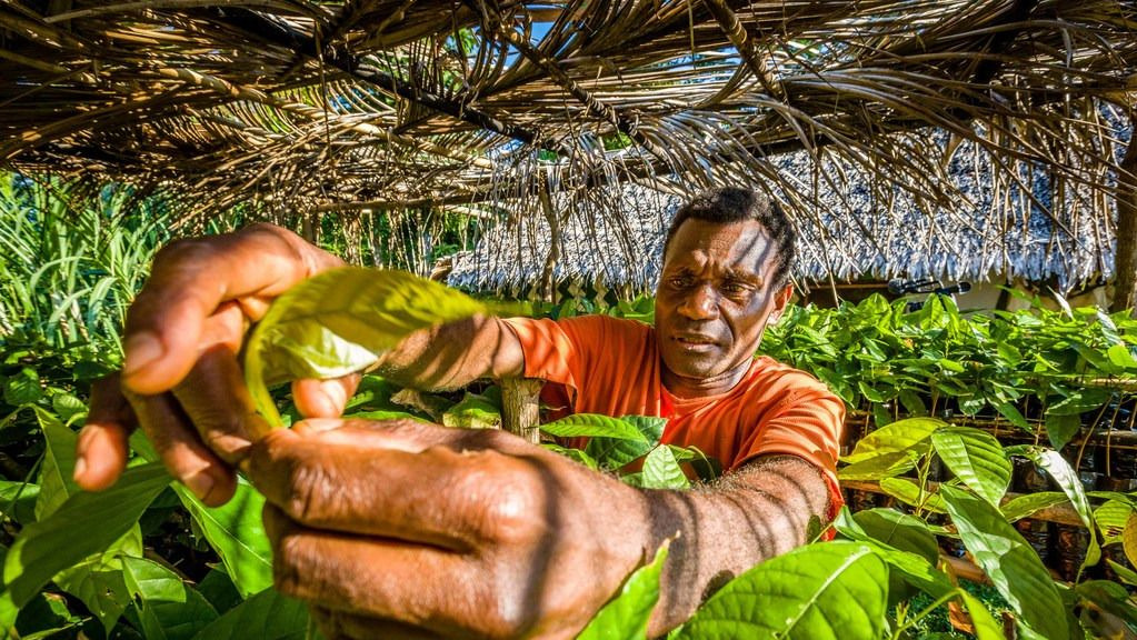 Moli grows seedlings