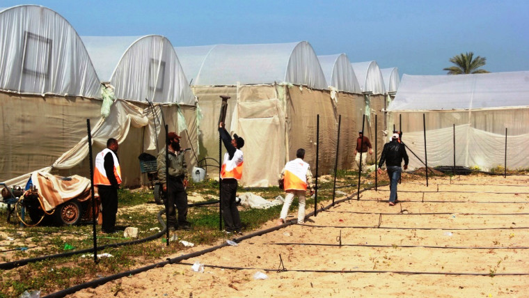 Livelihoods restored in Gaza