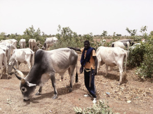 exhausted_herd__in__wv_senegal_adp_malem_365651.jpg