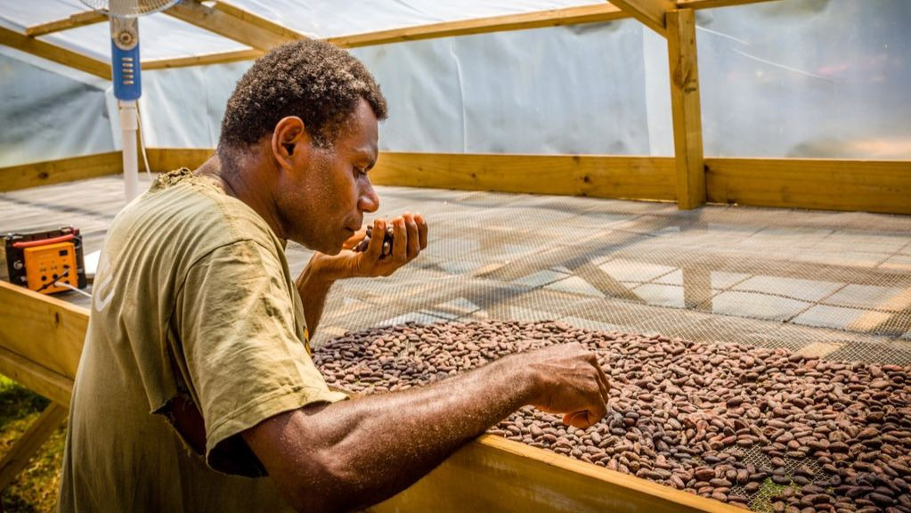 Moli weeding out flawed beans in his own 'solar house'