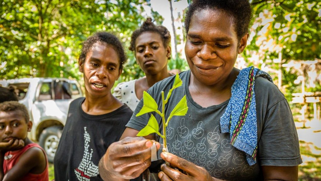 Monique pruning and grafting